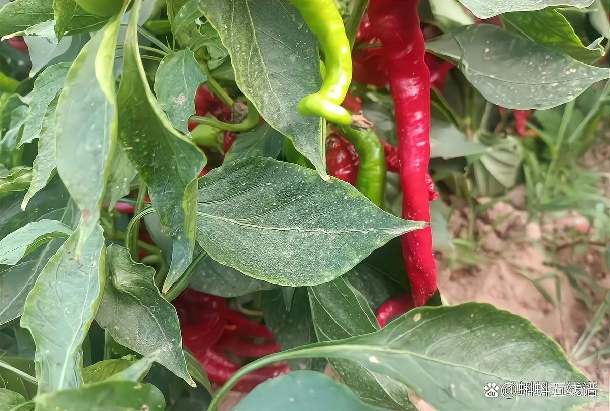 辣椒紅龍性成熟后如何采收？：如何采摘辣椒紅龍