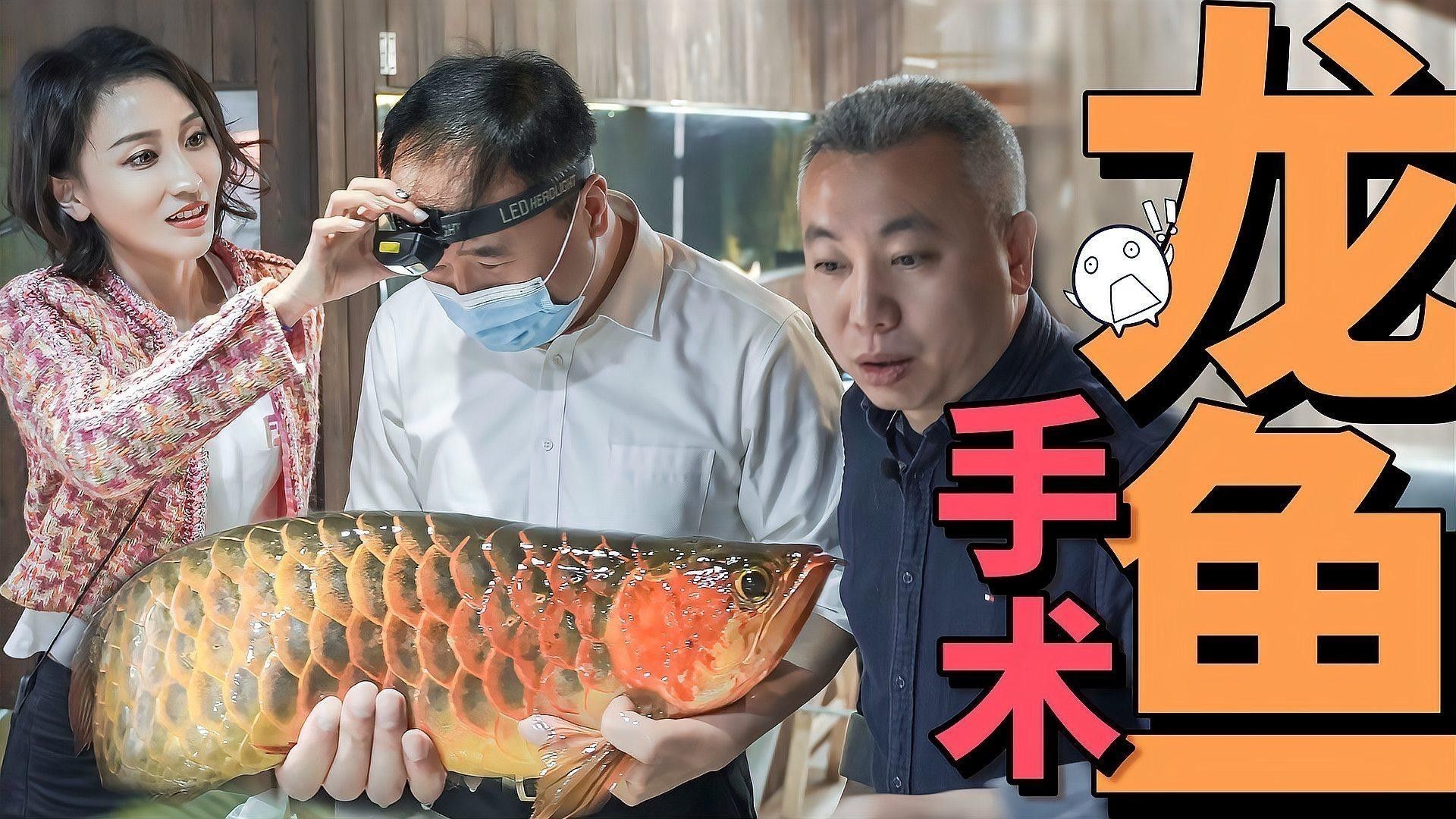 紅龍魚美容手術后如何護理？：紅龍魚美容手術后的護理 紅龍魚美容手術后如何護理？：紅龍魚美容手術后的護理 龍魚百科 第1張