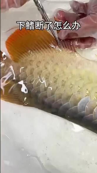 如何判斷龍魚鰭是否恢復(fù)？：如何判斷龍魚鰭是否恢復(fù)