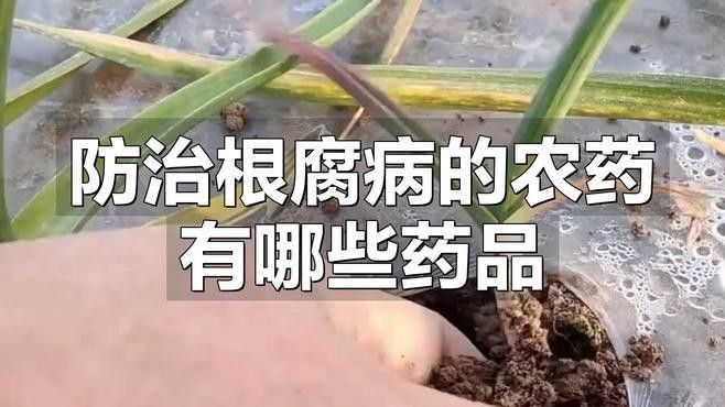 如何防治龍眼根腐病？：老農(nóng)談三農(nóng)防治根腐病的農(nóng)藥有哪些綜合防治措施