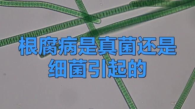 如何防治龍眼根腐病？：老農(nóng)談三農(nóng)防治根腐病的農(nóng)藥有哪些綜合防治措施