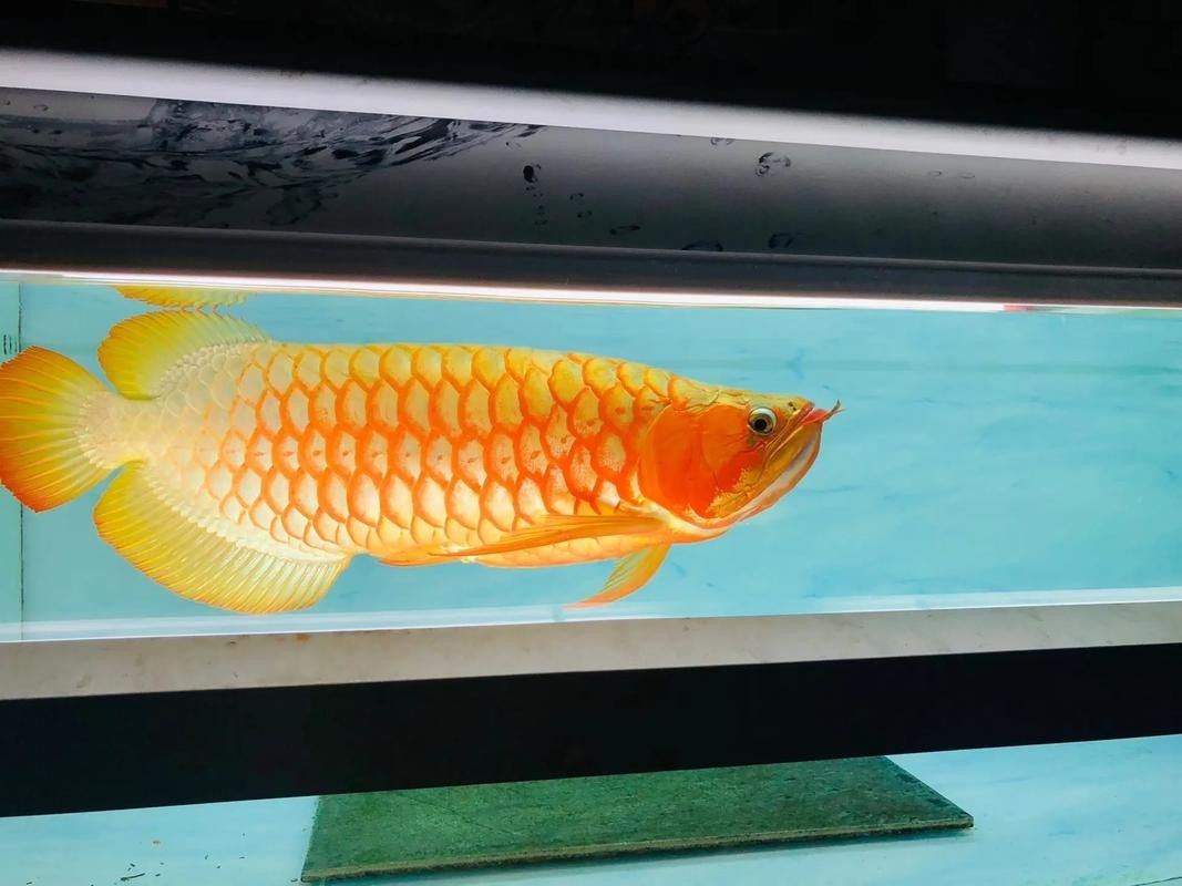 白紫龍魚的市場價格波動大嗎？：白紫龍魚市場價格受多重影響四大推手揭開漲價真相