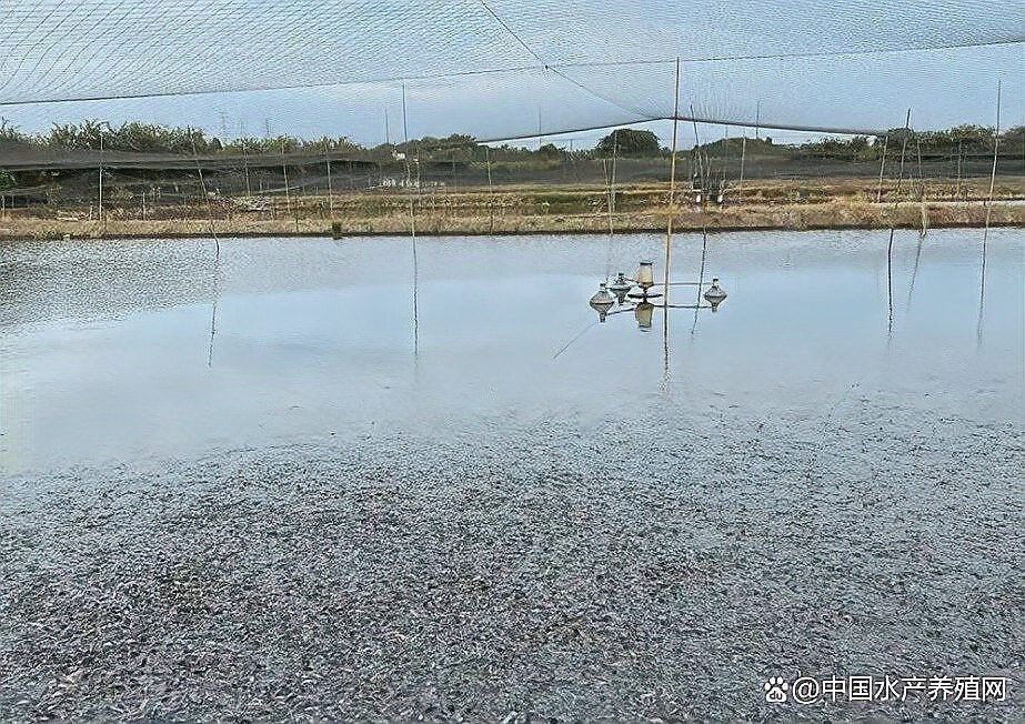 白紫龍魚的市場價格波動大嗎？：白紫龍魚市場價格受多重影響四大推手揭開漲價真相
