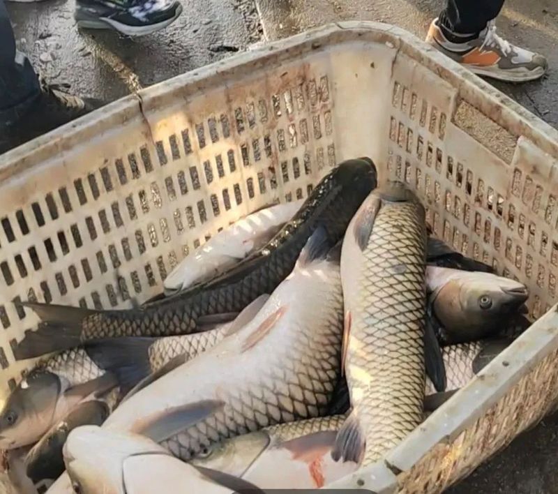 白紫龍魚的市場價格波動大嗎？：白紫龍魚市場價格受多重影響四大推手揭開漲價真相