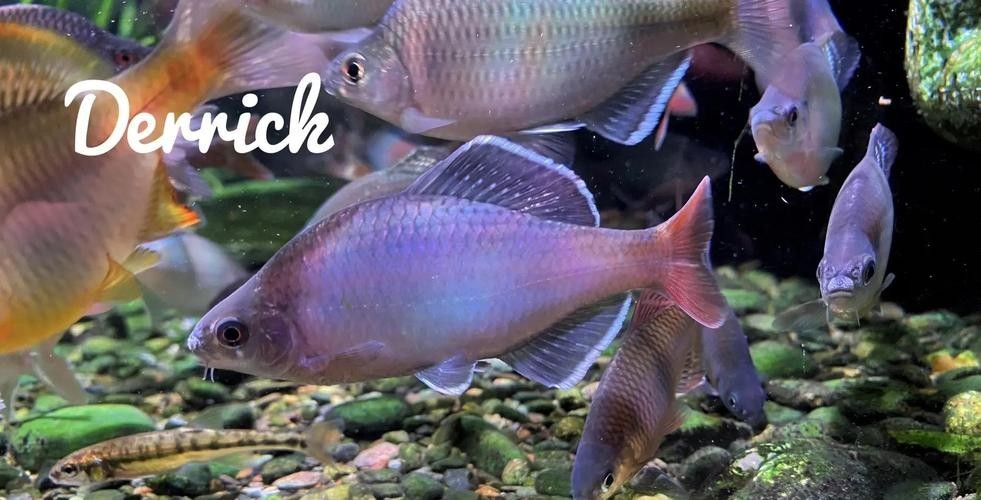 白紫龍魚的市場價格波動大嗎？：白紫龍魚市場價格受多重影響四大推手揭開漲價真相