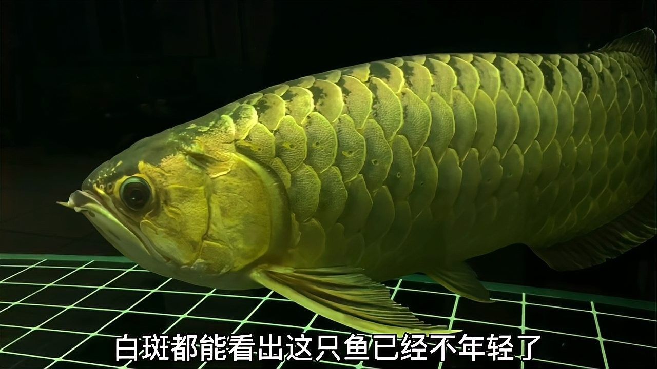 龍魚外寄病會復(fù)發(fā)嗎？：寵物晨曦微光：龍魚外寄病復(fù)發(fā)多與飼養(yǎng)管理不當(dāng)相關(guān)