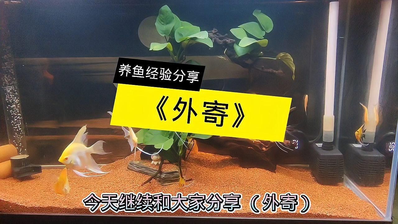龍魚外寄病會復(fù)發(fā)嗎？：寵物晨曦微光：龍魚外寄病復(fù)發(fā)多與飼養(yǎng)管理不當(dāng)相關(guān)