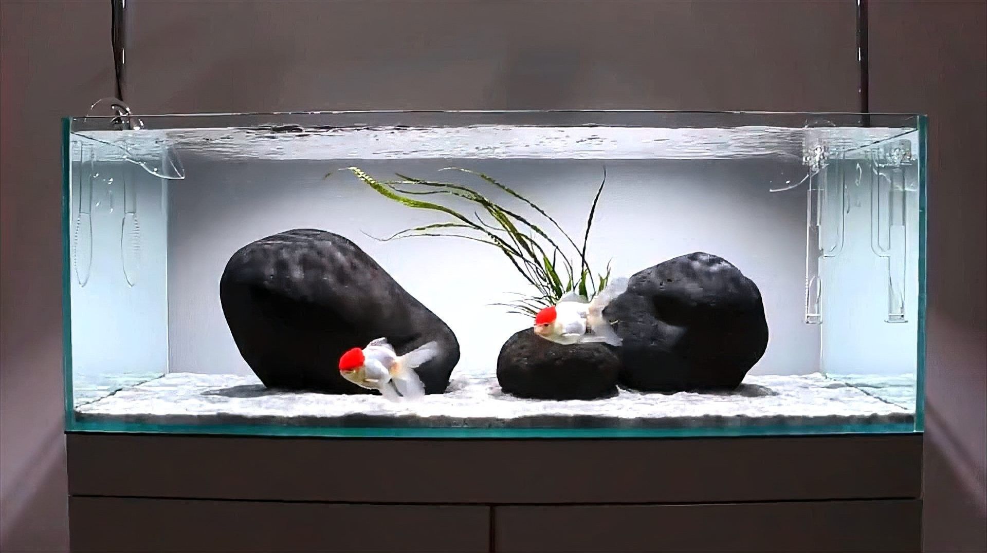 龍魚缸底濾系統多久維護一次：魚缸底濾系統的維護頻率