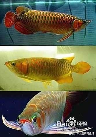 如何防止紅龍魚發色期暴藻：紅龍魚發色期如何防止暴藻