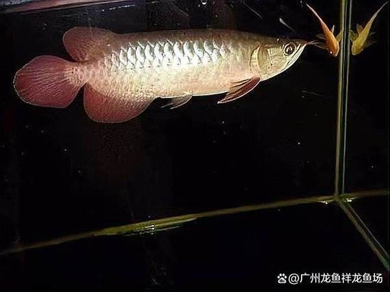 如何防止紅龍魚發色期暴藻：紅龍魚發色期如何防止暴藻