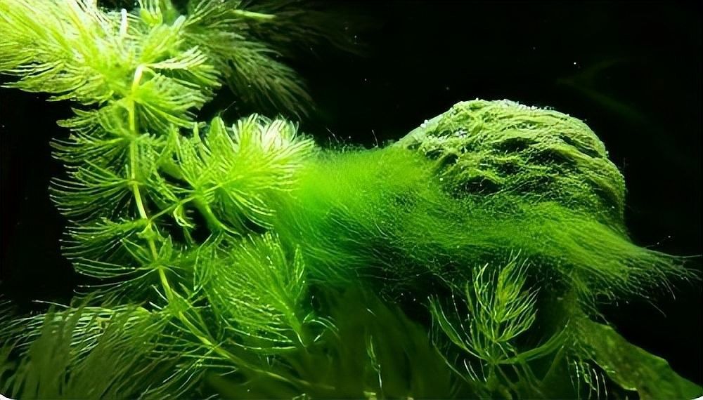 如何防止紅龍魚發色期暴藻：紅龍魚發色期如何防止暴藻