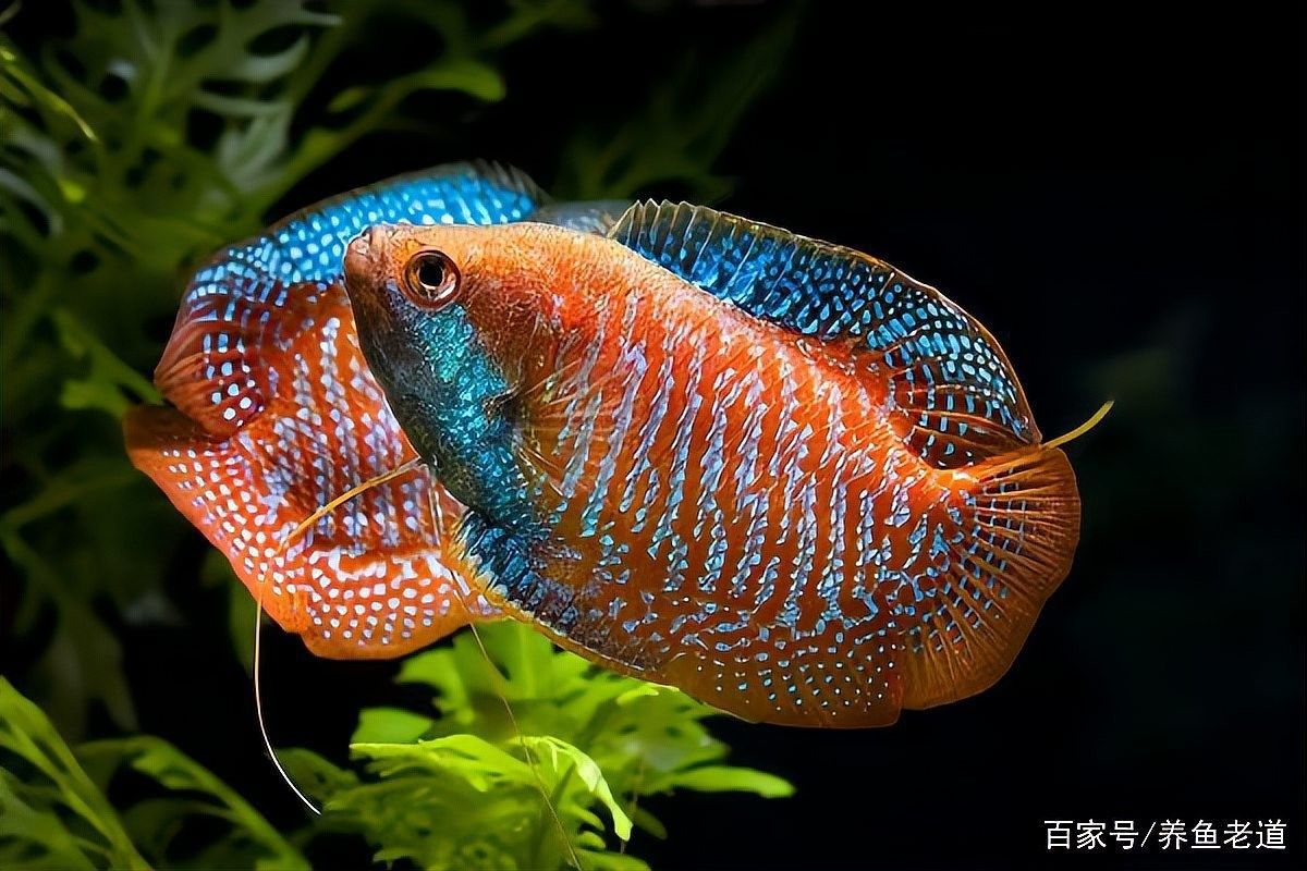 龍魚打架后需要隔離嗎？：魚打架后是否需要隔離 龍魚打架后需要隔離嗎？：魚打架后是否需要隔離 龍魚百科 第8張