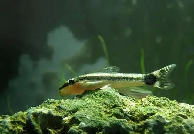 有哪些清潔魚會吸魚？：養(yǎng)魚小知識[需手動填充]清潔魚的習性時，我們了解到它們通常不會主動吸食其他魚類