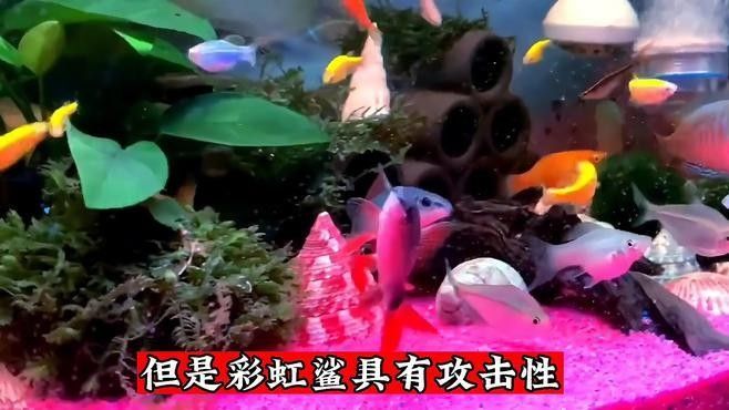 有哪些清潔魚會吸魚？：養(yǎng)魚小知識[需手動填充]清潔魚的習性時，我們了解到它們通常不會主動吸食其他魚類