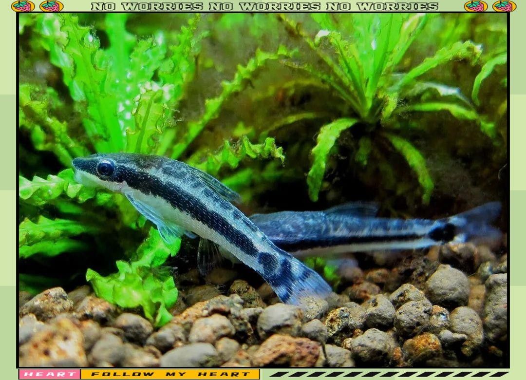 有哪些清潔魚會吸魚？：養(yǎng)魚小知識[需手動填充]清潔魚的習性時，我們了解到它們通常不會主動吸食其他魚類