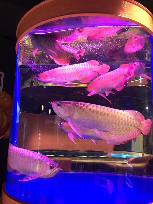 給我推薦幾款適合紅龍魚的魚缸背景：紅龍魚背景選擇大揭秘