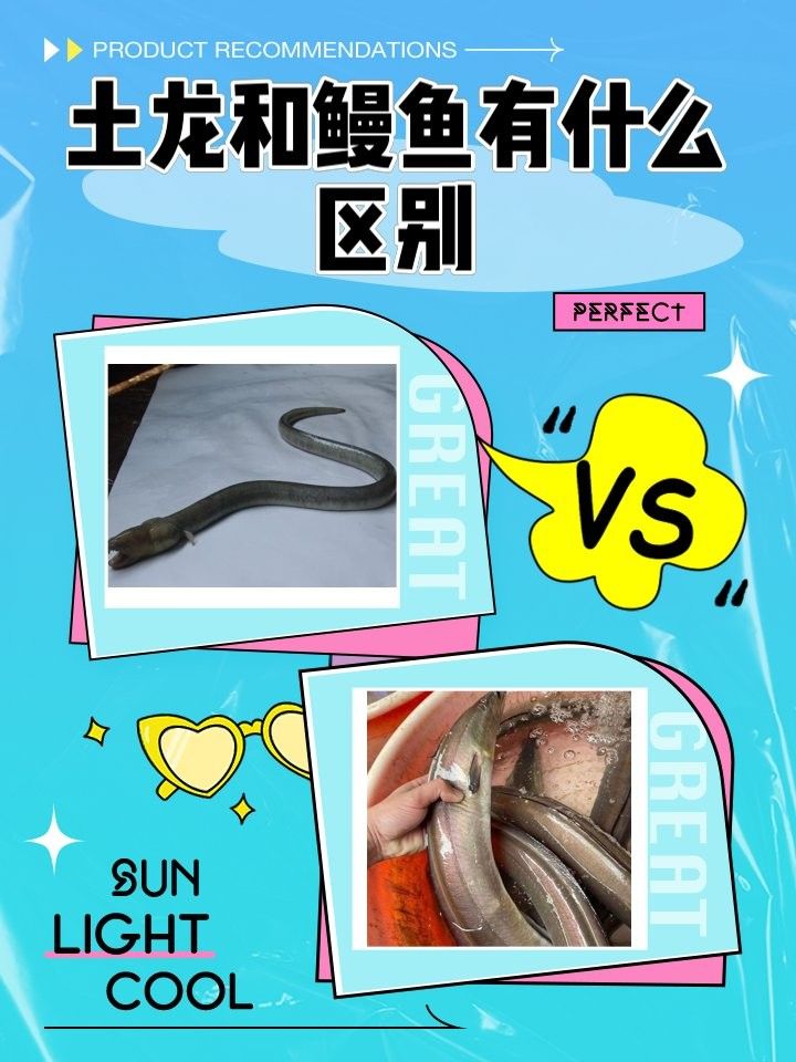 如何區(qū)分海南土龍和其他鰻類(lèi)：土龍和其他鰻魚(yú)有什么區(qū)別 如何區(qū)分海南土龍和其他鰻類(lèi)：土龍和其他鰻魚(yú)有什么區(qū)別 龍魚(yú)百科 第6張