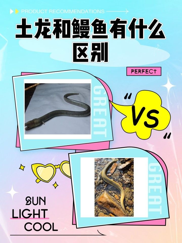 如何區(qū)分海南土龍和其他鰻類(lèi)：土龍和其他鰻魚(yú)有什么區(qū)別 如何區(qū)分海南土龍和其他鰻類(lèi)：土龍和其他鰻魚(yú)有什么區(qū)別 龍魚(yú)百科 第7張
