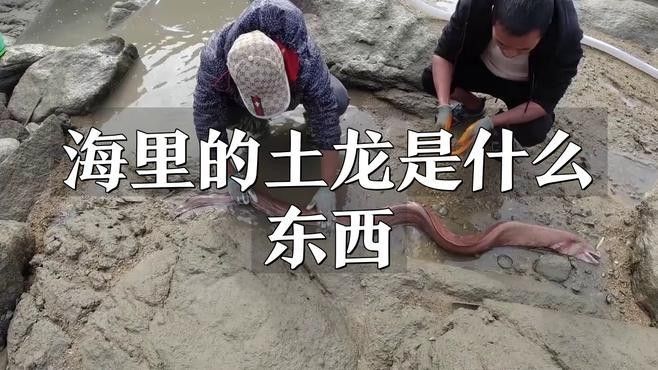 如何區(qū)分海南土龍和其他鰻類(lèi)：土龍和其他鰻魚(yú)有什么區(qū)別 如何區(qū)分海南土龍和其他鰻類(lèi)：土龍和其他鰻魚(yú)有什么區(qū)別 龍魚(yú)百科 第3張