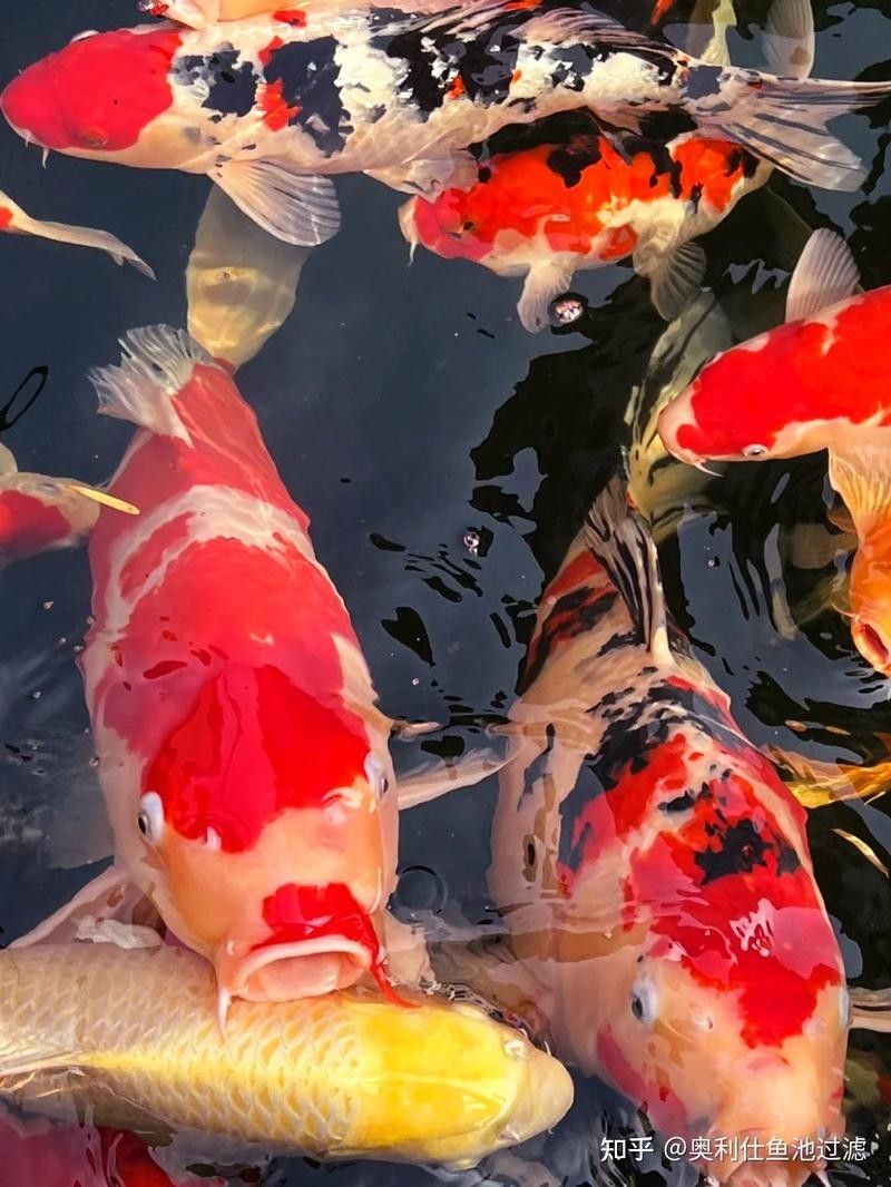 哪些因素會影響鱗片亮度？：水質對錦鯉體色有哪些影響水質對錦鯉體色有哪些影響 哪些因素會影響鱗片亮度？：水質對錦鯉體色有哪些影響水質對錦鯉體色有哪些影響 龍魚百科 第7張