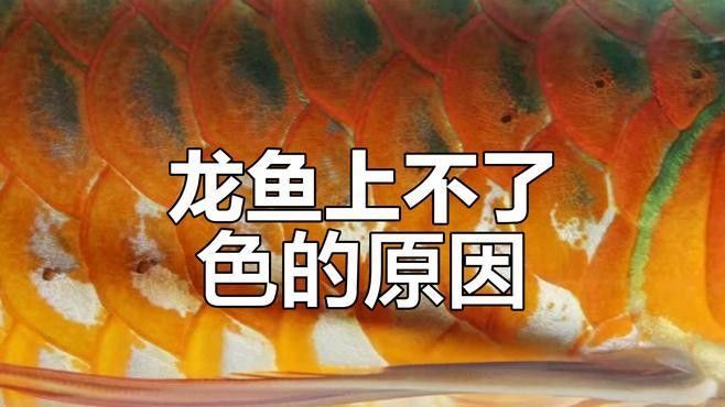 哪些因素會影響鱗片亮度？：水質對錦鯉體色有哪些影響水質對錦鯉體色有哪些影響 哪些因素會影響鱗片亮度？：水質對錦鯉體色有哪些影響水質對錦鯉體色有哪些影響 龍魚百科 第1張