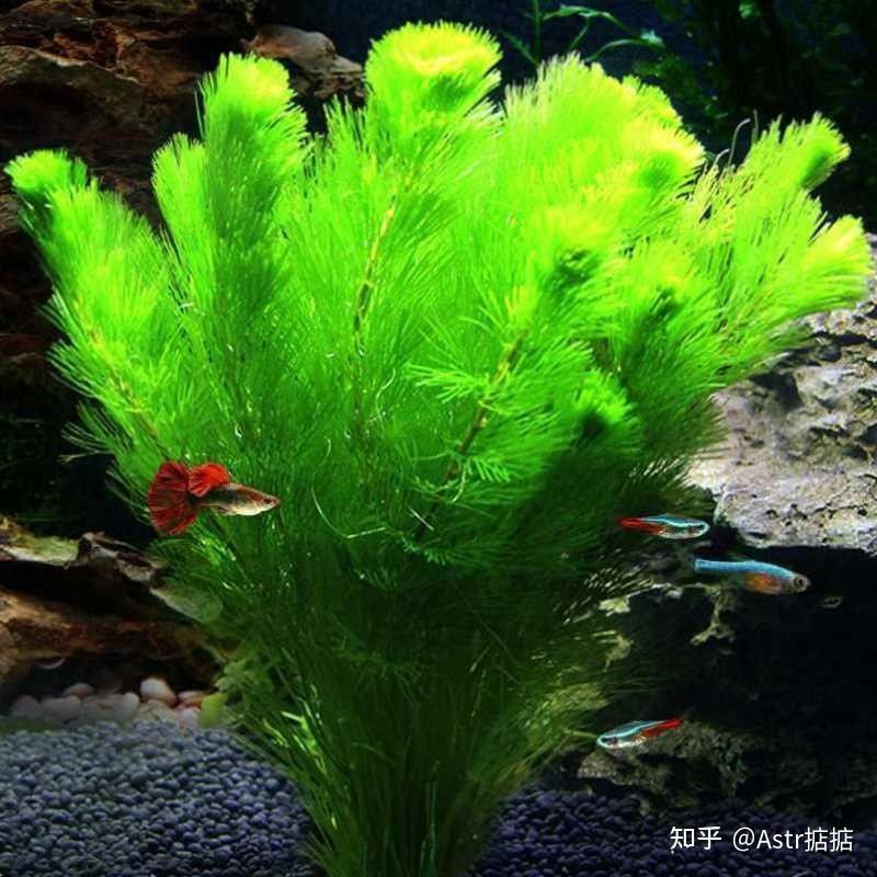 哪些因素會影響鱗片亮度？：水質對錦鯉體色有哪些影響水質對錦鯉體色有哪些影響 哪些因素會影響鱗片亮度？：水質對錦鯉體色有哪些影響水質對錦鯉體色有哪些影響 龍魚百科 第4張