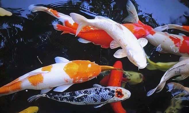 哪些因素會影響鱗片亮度？：水質對錦鯉體色有哪些影響水質對錦鯉體色有哪些影響 哪些因素會影響鱗片亮度？：水質對錦鯉體色有哪些影響水質對錦鯉體色有哪些影響 龍魚百科 第6張