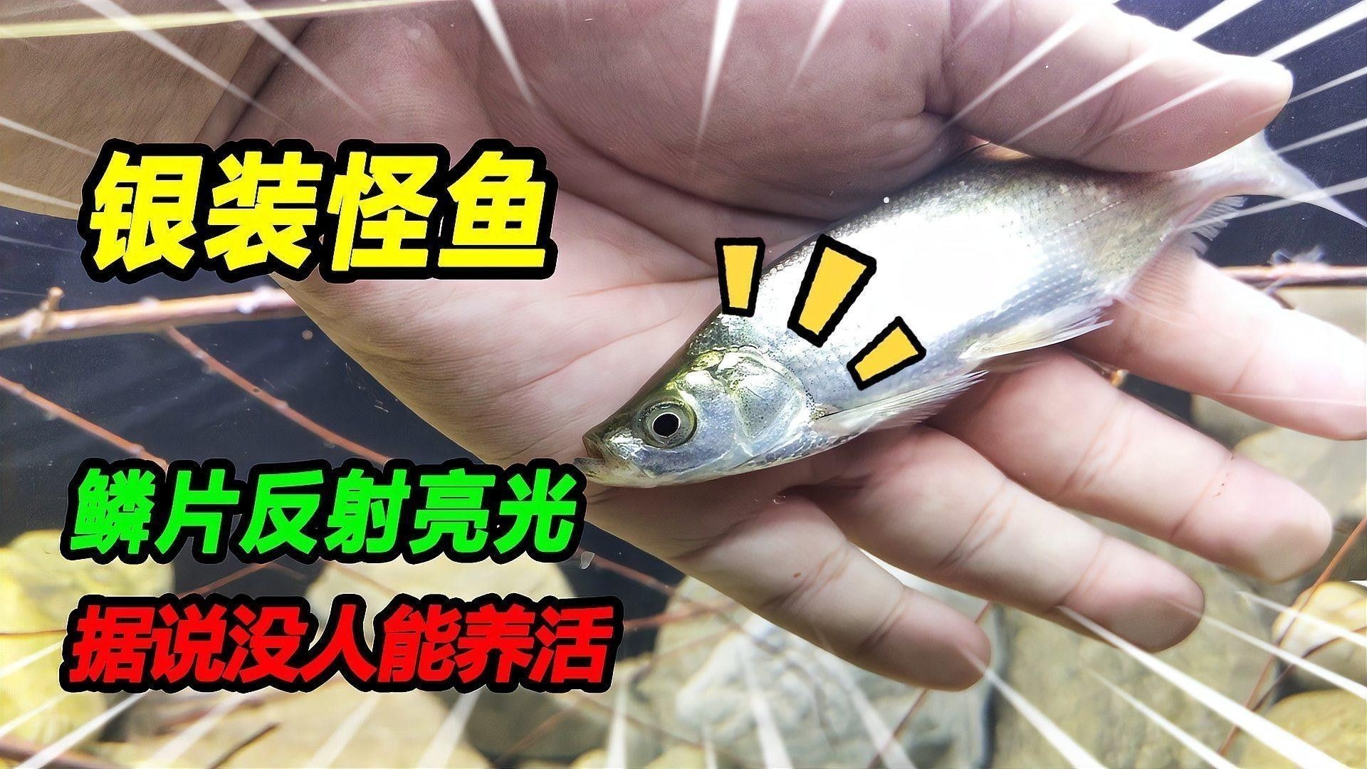 哪些因素會影響鱗片亮度？：水質對錦鯉體色有哪些影響水質對錦鯉體色有哪些影響 哪些因素會影響鱗片亮度？：水質對錦鯉體色有哪些影響水質對錦鯉體色有哪些影響 龍魚百科 第2張