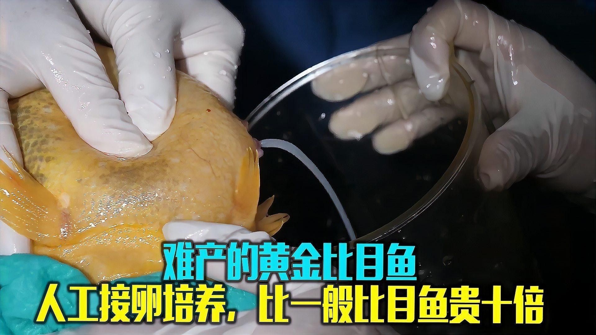 如何挑選適合金龍魚發色的飼料：如何挑選適合龍魚發色的飼料