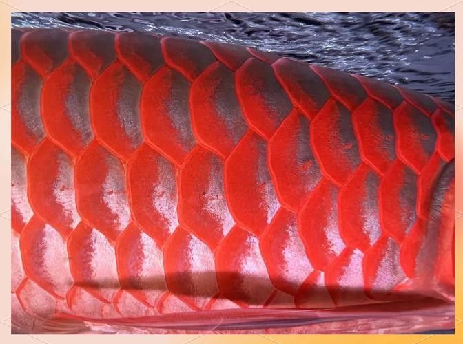 如何挑選適合金龍魚發色的飼料：如何挑選適合龍魚發色的飼料