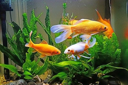 加鹽后多久換水？：魚缸加鹽后多久換水養魚人說魚養金魚到底多久放一次鹽 加鹽后多久換水？：魚缸加鹽后多久換水養魚人說魚養金魚到底多久放一次鹽 龍魚百科 第4張