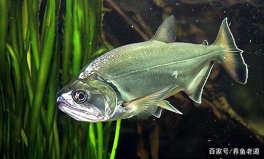 巨暴魚混養需要多大的魚缸？：巨暴魚混養所需的魚缸尺寸需綜合考慮