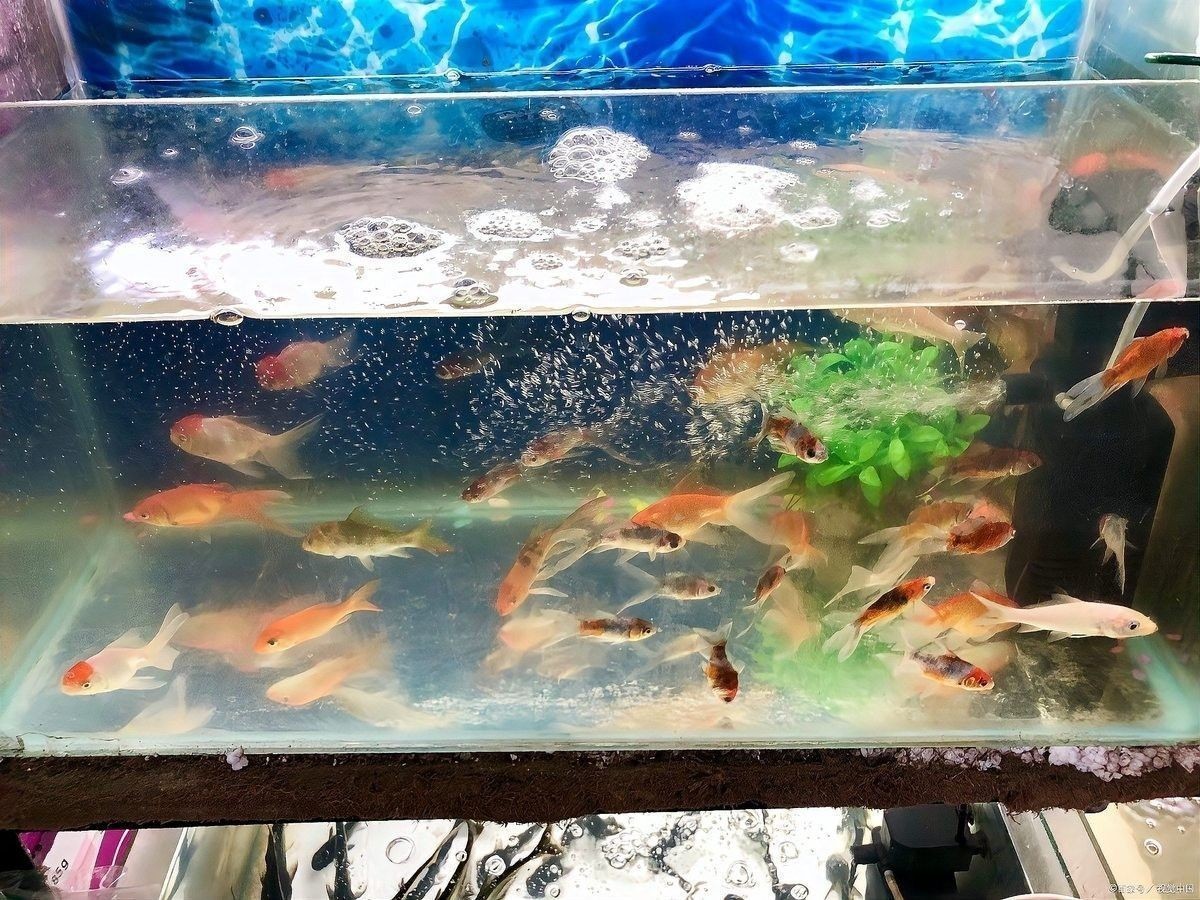 巨暴魚混養需要多大的魚缸？：巨暴魚混養所需的魚缸尺寸需綜合考慮