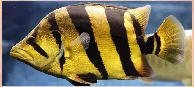 如何判斷虎魚是否適應(yīng)混養(yǎng)環(huán)境？：如何判斷虎魚是否適應(yīng)混養(yǎng)環(huán)境