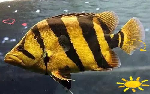 如何判斷虎魚是否適應(yīng)混養(yǎng)環(huán)境？：如何判斷虎魚是否適應(yīng)混養(yǎng)環(huán)境