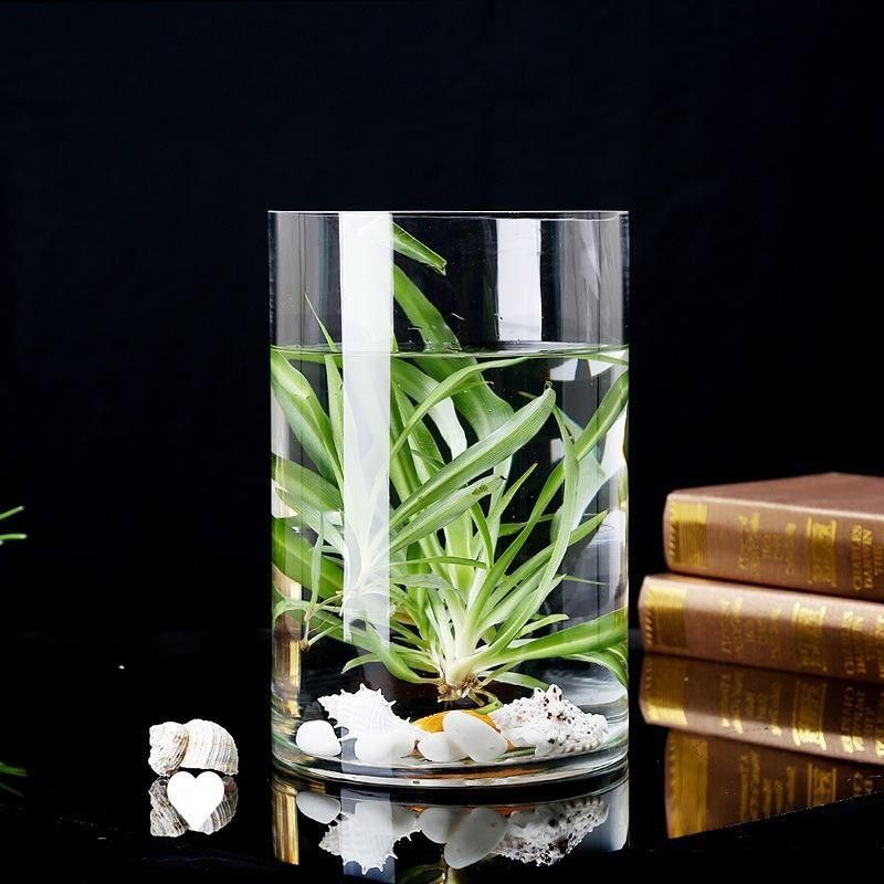 虎紋恐龍魚的價格是多少？：廣東男子釣獲新物種，長龍鰭帶龍角 虎紋恐龍魚的價格是多少？：廣東男子釣獲新物種，長龍鰭帶龍角 龍魚百科 第6張