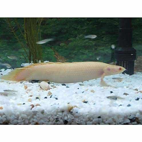 哪些恐龍魚可以混養？：恐龍魚可以混養嗎 哪些恐龍魚可以混養？：恐龍魚可以混養嗎 龍魚百科 第2張