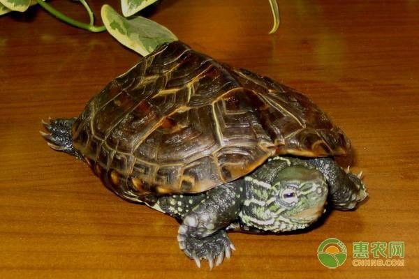 龍龜多久需要消毒一次：關于龍龜多久需要消毒一次的簡要指南：**