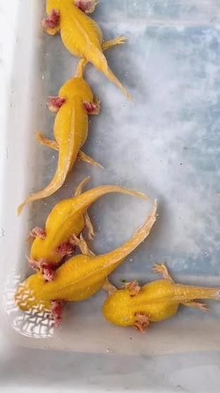 金色六角龍魚能長多大：六角恐龍魚怎么養