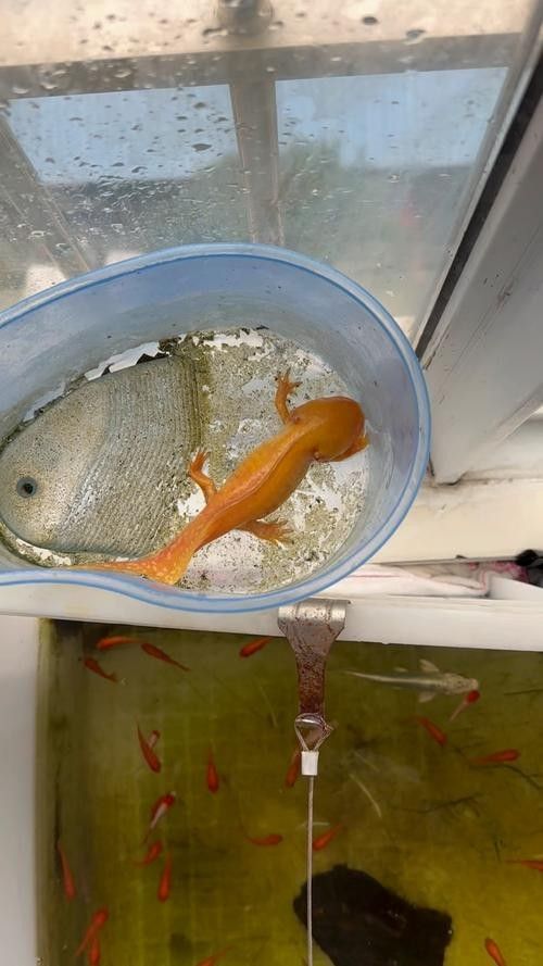 金色六角龍魚能長多大：六角恐龍魚怎么養
