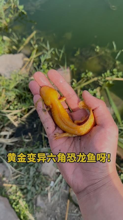 金色六角龍魚能長多大：六角恐龍魚怎么養