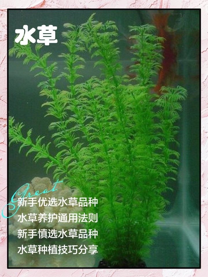 哪些水草對曼龍魚生長最有利：家養曼龍魚有什么講究夢的翅膀ej