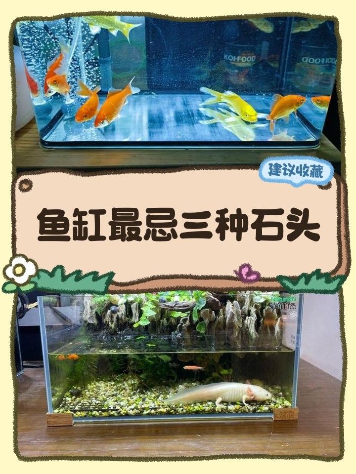 哪些石頭不適合龍魚缸？：不適合放入龍魚缸的石頭類型