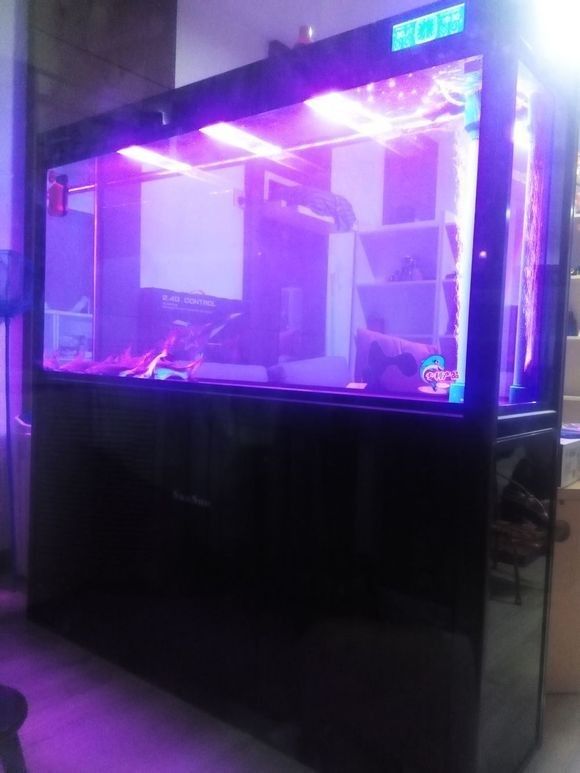 如何為混養龍魚和汗鯊設置領地？：養龍魚和汗鯊的領地設置 如何為混養龍魚和汗鯊設置領地？：養龍魚和汗鯊的領地設置 龍魚百科 第9張