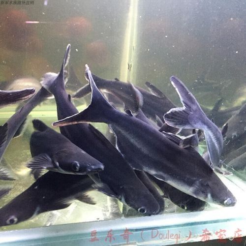 如何選擇體型相近的金龍魚和藍鯊：體型相近的金龍魚和藍鯊時需要考慮以下幾個因素 如何選擇體型相近的金龍魚和藍鯊：體型相近的金龍魚和藍鯊時需要考慮以下幾個因素 龍魚百科 第3張