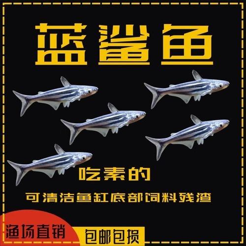 如何選擇體型相近的金龍魚和藍鯊：體型相近的金龍魚和藍鯊時需要考慮以下幾個因素 如何選擇體型相近的金龍魚和藍鯊：體型相近的金龍魚和藍鯊時需要考慮以下幾個因素 龍魚百科 第2張