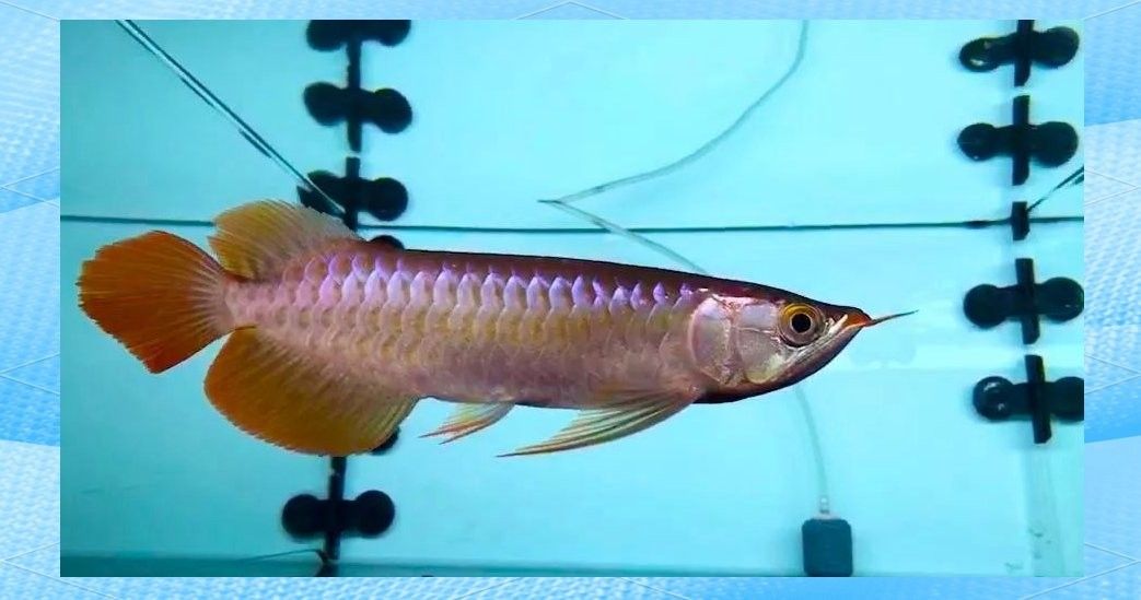 如何預(yù)防龍魚鱗爛復(fù)發(fā)？：如何預(yù)防龍魚鱗爛復(fù)發(fā) 如何預(yù)防龍魚鱗爛復(fù)發(fā)？：如何預(yù)防龍魚鱗爛復(fù)發(fā) 龍魚百科 第1張