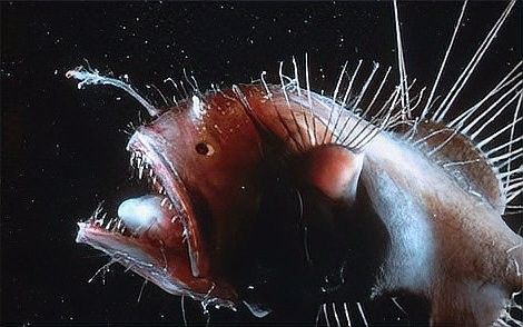 龍魚和虎魚打架會持續多久？：魚和虎魚打架的持續時間取決于多種因素，龍魚和虎魚打架教你幾招