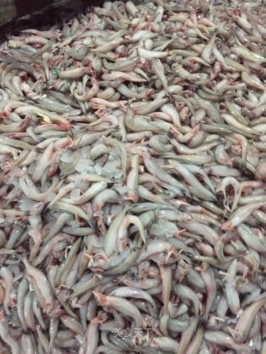 東海小白龍魚的價格是多少：東海小白龍魚價格