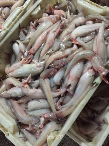 東海小白龍魚的價格是多少：東海小白龍魚價格